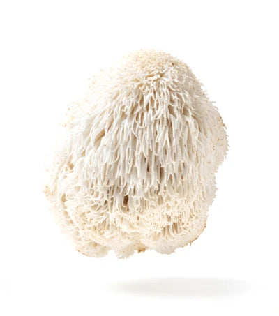 LION’S MANE