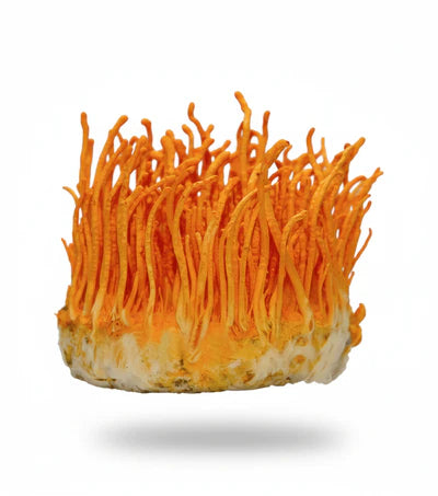 CORDYCEPS